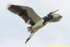 tricolored heron